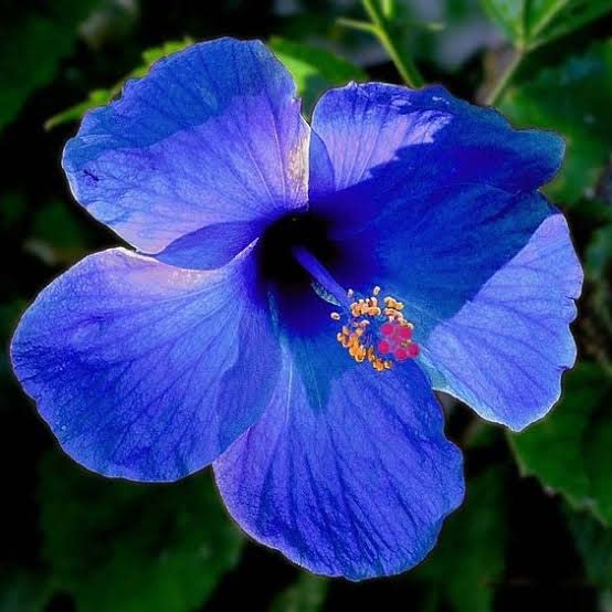 See full amazon price history chart for Blue hibiscus flower plant Blue hibiscus flower plant (B0BM6MK1FZ) Amazon Price History, Amazon Price Tracker