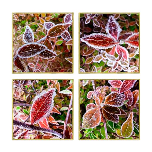 The Virtue of God–Authentic Nature Macro Photography Print–Winter Frozen Leaves–Set of 4 Square Unframed Canvas Modern Wall Art-Home or Office Wall Decor-Winter Season Gift (8 x 8)