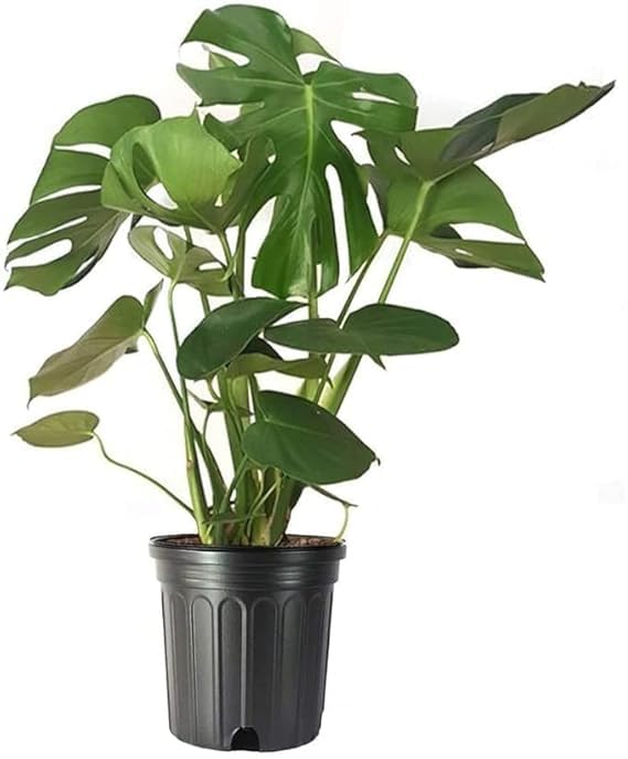 Image of Original Monstera Deliciosa Live Plant with Grow Bag and Pot | Air Purifying Tropical Indoor Houseplant | Lush Green Foliage Plant for Home Office Living Room Garden Decor | Indoor Plant Pack of 1
