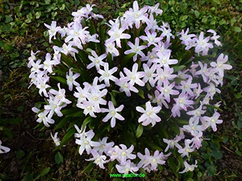 210 Blumenzwiebeln Mischung Krokus Winterling Scilla Augen und Bienenweide