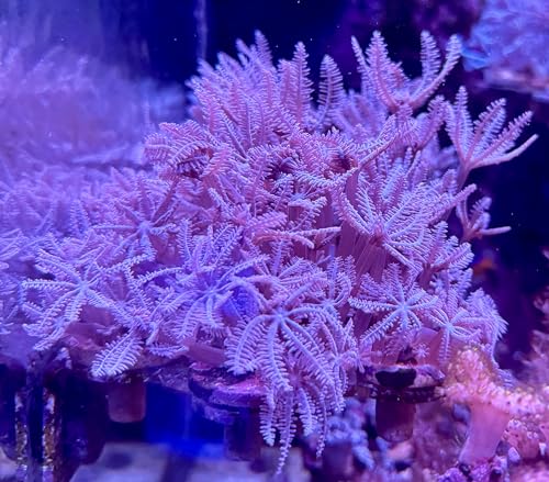 coralSLover Live Saltwater Coral Frag - Pink Waving Hand Anthelia