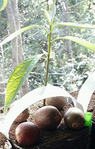 3 HASS DWARF COLDHARDY AVOCADO SEEDS ORGANIC NON-GMO SEED to SPROUT < 4 WEEKS! - //coolthings.us