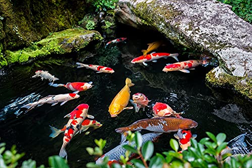 Schönheitsshop Fadenalgenfrei 5 kg Algenvernichter Koiteich Temperaturunabhängig Koi Algen Cover