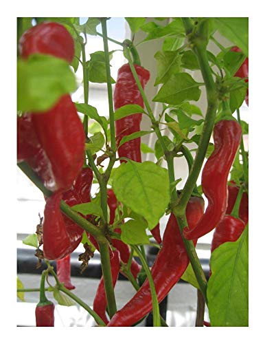 PREMIER SEEDS DIRECT - Organic Pepper HOT HOT Portugal 40 Seeds