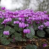 6 x Frühlings Alpenveilchen - Cyclamen Coum Topf 9x9cm: Rosa Blüten, frühblühend, ideal für schattige Bereiche und Steingärten.