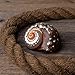 Hermit Crab Shells | Turbo Shells | African Sarmaticus Turbo Shell 2.5