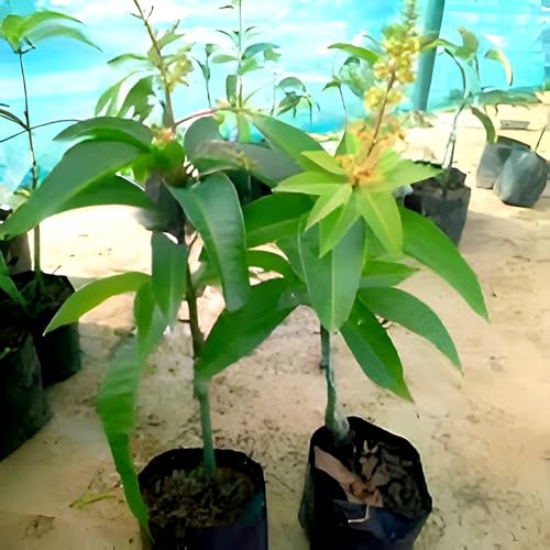 Image of Healthy Hybrid Thai All Time Mango /Baramasi Mango Fruit Grafted Live Tree || For Home Garden Outdoor & Indoor Plant Height 1.5ft-2Ft.