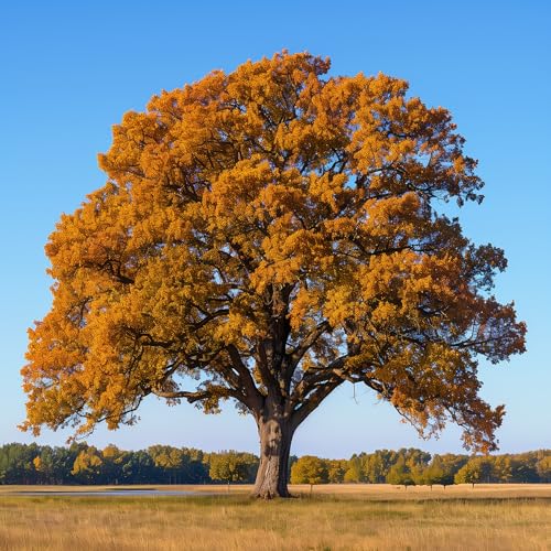 Willow Oak Tree - 10-16" Tall Live Plant - Fast Growing Shade Tree - Quercus phellos
