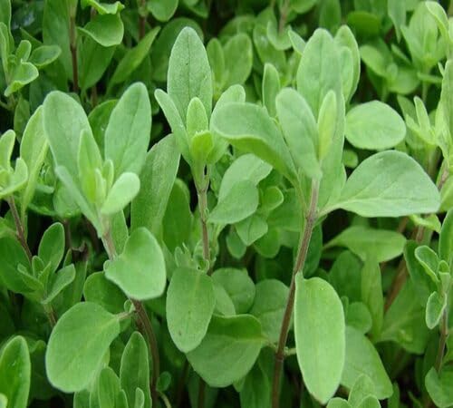 New 100pcs Green Marjoram Plant Seeds