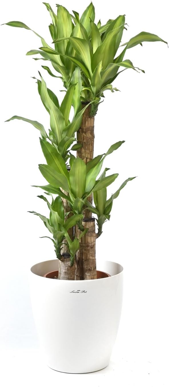 松 造花 インテリア 盆栽 縁起物 松のBONSAIクラフト/縁起物の松の盆栽 松 造花 インテリア 盆栽 縁起物 松のBONSAIクラフト/縁起物の松の盆栽