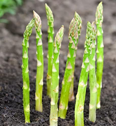 Asparagus Seeds Packet 800+ Seeds #TOP1