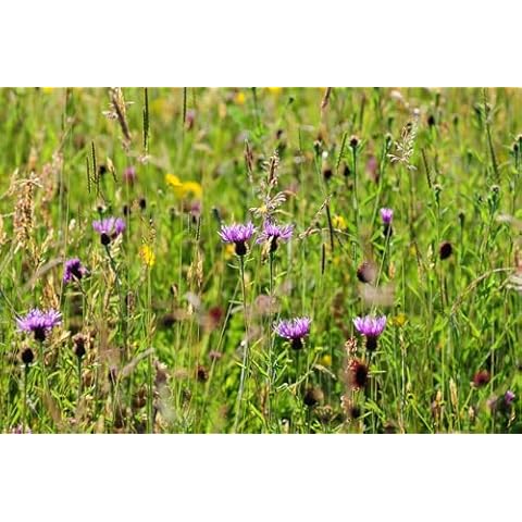 Just Seed Wildflower Clay Soil Flower Mix Cover