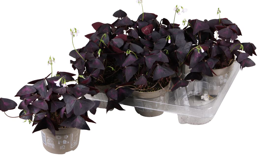 Oxalis Triangularis Indoor House Plant in a 10.5cm Pot