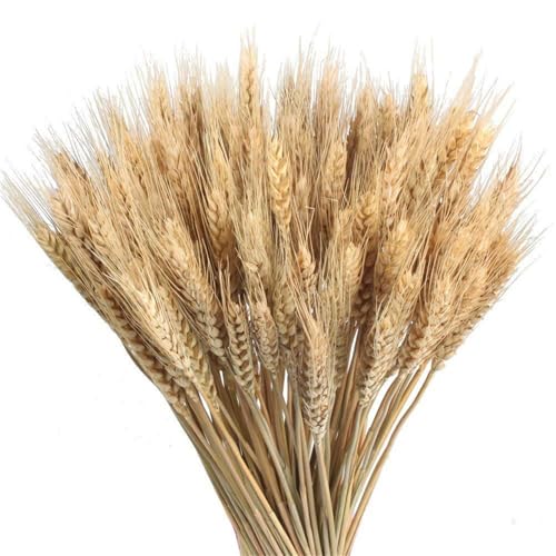 300 Tiges 21.7 Pouces Fleurs De Blé Séchées, Naturel Bouquet Épis De Blés, Grandes Gerbes Blé Séchées Dorées, Décoration d'automne, pour Vase,...