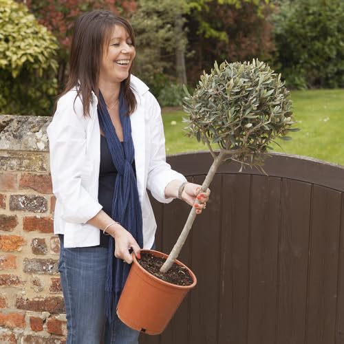 YouGarden Hardy Ornamental Olive Tree Standard 80-90cm Tall, Mediterranean Olive Tree for Gardens Patios and Decking, Ornamental Trees for Gardens