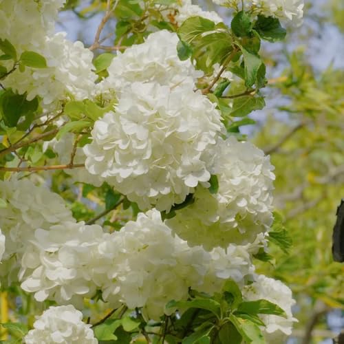 semi resistenti di ortensia, giardino, rampicanti, 400pcs