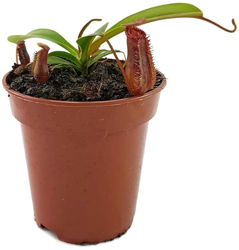 Fangblatt Nepenthes lowii x ventricosa Kannenpflanze