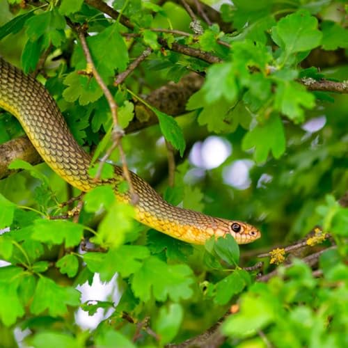 Seducing Sprits Podcast Por  arte de portada