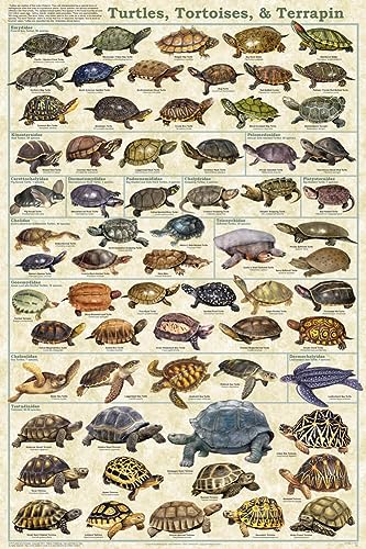 Turtle Age Chart And Factors Affecting Lifespan | Guide – PawSupal