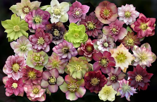 Smoke Camp Crafts Lenten Rose Live Plants 3-Pack