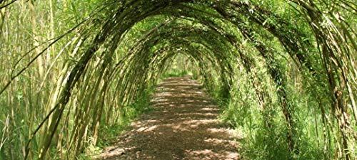 4 Huge 5 Foot Tall Hybrid Willow Cuttings - Best Privacy Hedge Row Trees - Fast Growing #TOP2