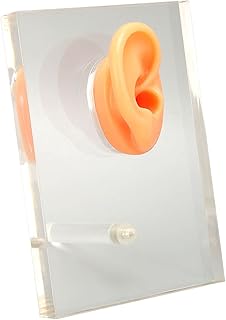 Modelo de orelha direita de silicone, modelo de orelha direita de silicone, detalhes finos, modelo de orelha macia, placa de exibição de acrílico com coluna de suporte para escola de hospitais otorrinolaringológicos