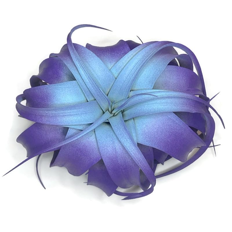 XL Xerographica Colored Air Plant, Live Tillandsia House Plant, Easy Care Indoor Outdoor, Great Gift, Healthy Arrival Guaranteed (Rainbow #5)