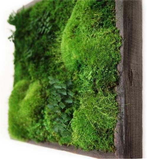 Moss Grass Preserved For Pots With The Nice Green Appearance For Home and Garden | Moss Grass Great for home, Garden Decor pack of 10 gram
