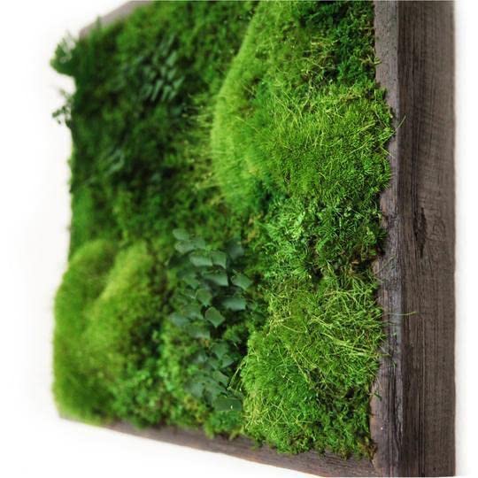 Moss Grass Preserved For Pots With The Nice Green Appearance For Home and Garden | Moss Grass Great for home, Garden Decor pack of 10 gram