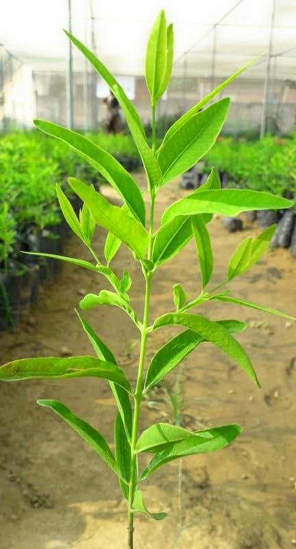 Indian White Sandal Wood, Chandan, The Medicinal Ayurvedic Plant For Home Farming Pack Of 1 (B0CV64MZBV) Amazon Price History, Amazon Price Tracker
