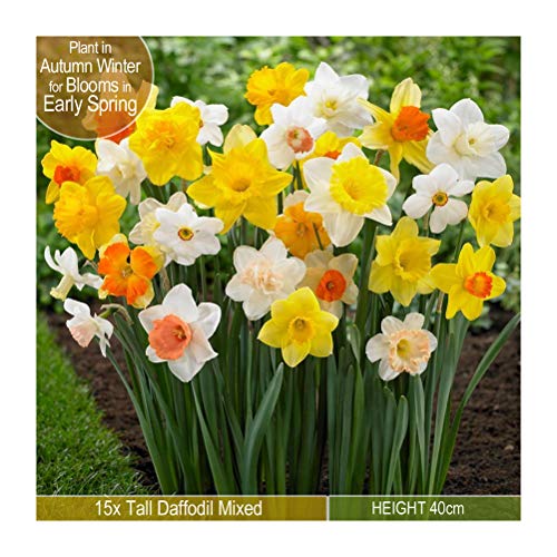 15 x Tall Daffodil Mixed -Stunning Mix u0096 for a Beautiful Spring Garden