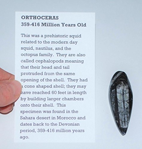 Orthoceras Squid Fossil (Small) 450 Million Years Old #559 2o