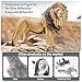 THINKBAY 6PCS Lion Toys Figurines Pride, African Jungle Animals Lion Family, Realistic Zoo Animal Toys, Preschool Toy Birthday Gift Cake Toppers for Kids Boys Girls