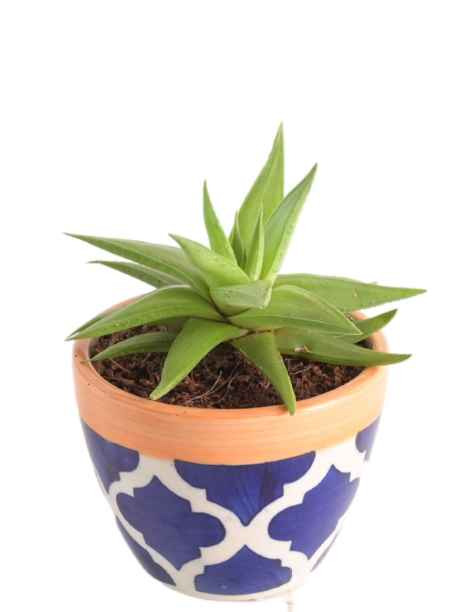 Ugaoo Apple Rose Blue Ceramic Pot- 3.8 Inch Diameter (B08TTXNPBV) Amazon Price History, Amazon Price Tracker