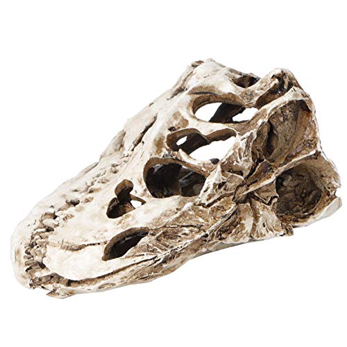 Fossile de crâne de dinosaure compact pour décoration étrange - 3