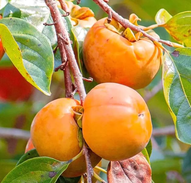 Planta viva de árbol de caqui, caqui americano 6 a 12 inc. en maceta de 3 inc, frutas grandes bien enraizadas, jardín de frutas frescas