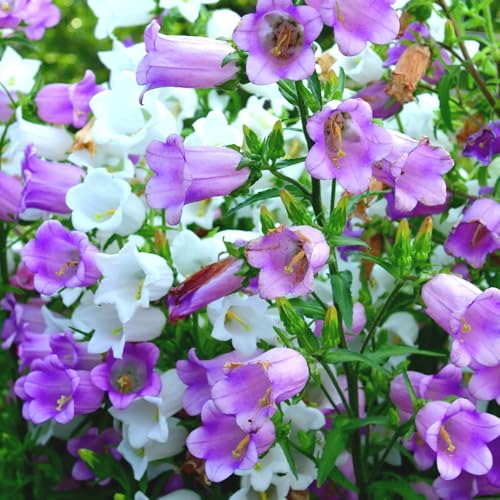 Campanula Canterbury Bells Mixed Seeds – RHS Plants for Pollinators – Flowers Year After Year – Hardy Perennial – for Your Beautiful Garden