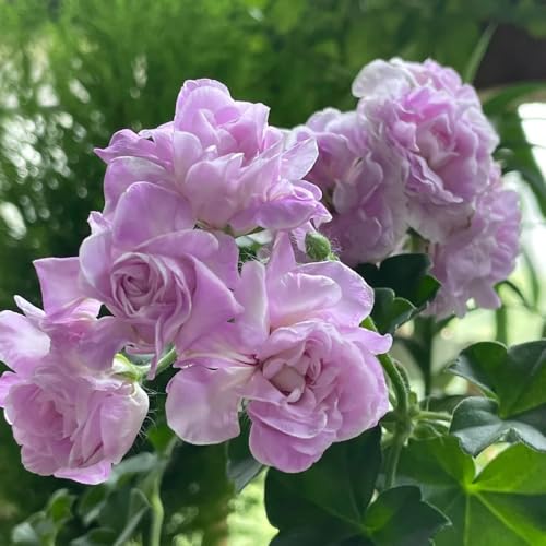 semi di geranio pendenti rampicante rara arredamento del soggiorno recisi da balcone da giardinodi giardino biologiche esterno roccioso 400pcs