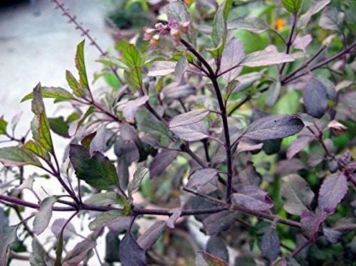 Soil Savers Live Syama Tulsi Kali TULSI Podha Live Plant Black Tulsi Ayurvedic Tulsi With Pot