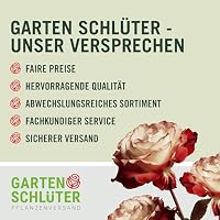 GARTEN SCHLÜTER® Brombeere 'Loch Ness®' (dornenlos) – Ansicht 7