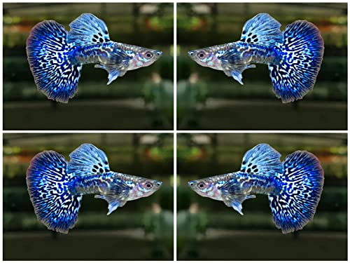 D&A Tropical Fish LLC D&A Live -Blue/Green Dragon Indo Mosaic Guppy Live Male and Female Guppies...