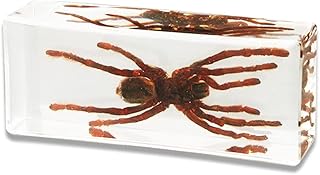 KOQIO Large Size Real Bird-Catching Spider Specimens, Creative Bugs in Transparent Resin, Collection Paperweights for Science Education Supplies Decoration