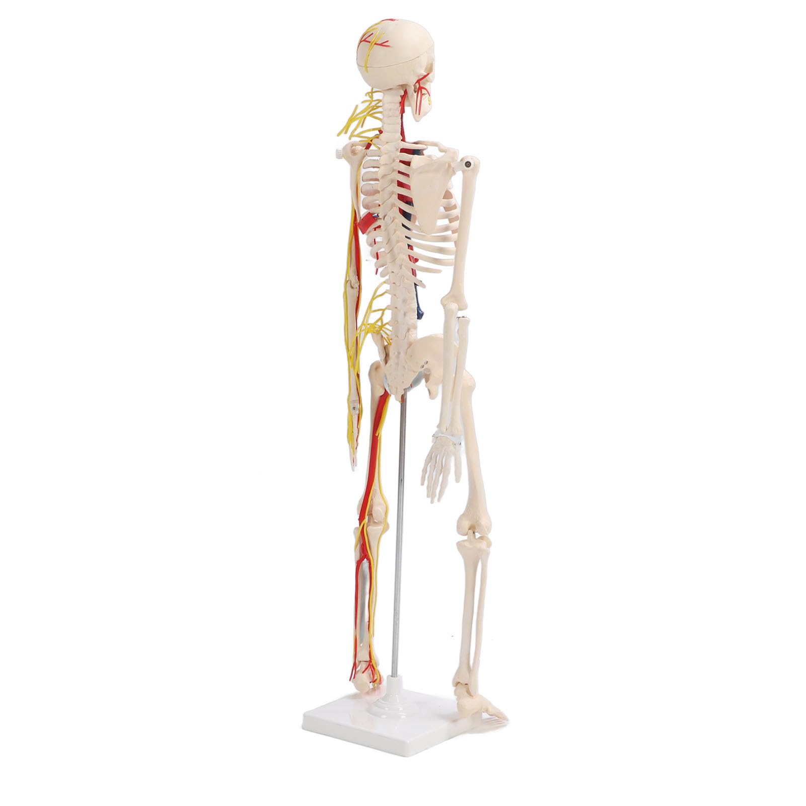 para Estudio anatómico y Manualidades - Modelo de Esqueleto Humano de 85 cm - Modelo esquelético de PVC con Brazos y piernas Desmontables, mandíbula y Capucha extraíbles - Incluye