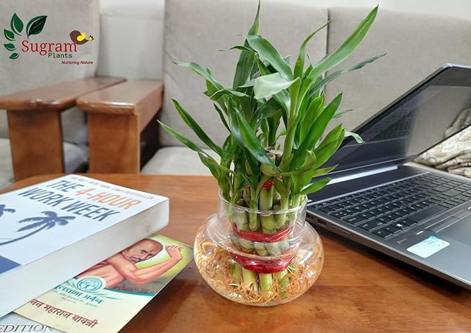 Image of SUGRAM PLANTS Two layer lucky bamboo in Glass & Plastic Pot (Combo of 2) For Living Room or Office table | indoor plants for good luck and air purification