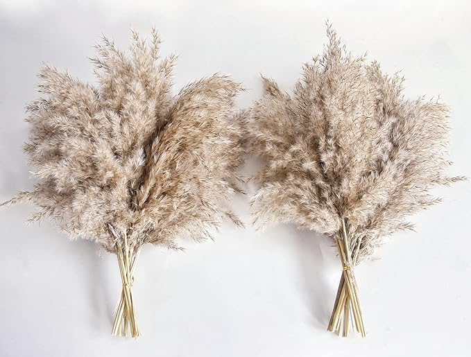 RSP HOME DECOR Set of 10 Pcs Natural Dried Pampas Grass Pampas Grass
