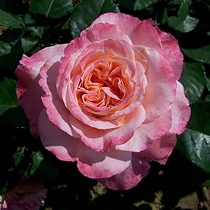 Pflanzen Kölle Edelrose ‘Augusta Luise®’ ist eine Rose-apricotfarbene, öfterblühende Gartenrose mit unvergleichlich intensivem Duft. Im 6 Liter Topf. 4er-Set