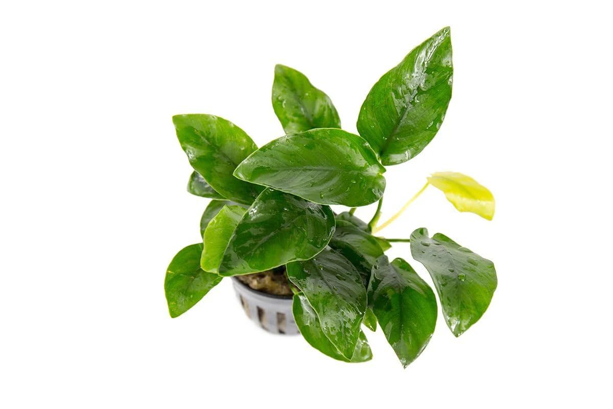 AquaBreedingSkill Set de 3 plantes d’aquarium vivante pour eau douce, plante verte décorative pour aquarium, idéale pour poissons et crevettes – avec passeport phyto (Nana 3 pcs)