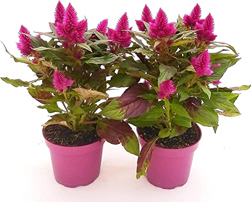 Celosia | Pack 2 Plantas | Flores Naturales | Plantas de Interior y Exterior
