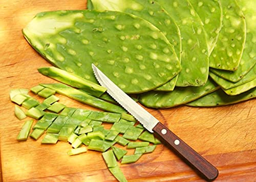 Prickly Pear Spineless Cactus Opuntia Pad Paddle for Plạnting/ Eạting - Thumbnail 4