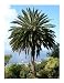 True Date Palm 15 Seeds - Phoenix dactylifera